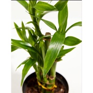 Pokok Lucky Bamboo Hijau