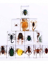 1 件隨機款式新穎逼真昆蟲標本樹脂裝飾禮物蠍子、蜘蛛、甲蟲玩具