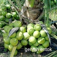 PREMIUM 3 paket bibit kelapa wulung entog pandan wangi