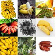 Fruit Seeds Fruit Seeds Banana Seeds Mini Banana Seeds Rice Banana Golden Banana Potted Fruit Seeds