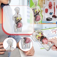 [xdnblun] Human Body Anatomy Model Puzzle Kit Body Parts Organs Teaching Tool Transparent