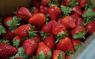 【苗栗銅鑼&amp;大湖 IPM草莓 280gx3盒】維持生態平衡的高品質草莓