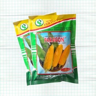 PROMO GOKIL>>> Paragon 250g 1750 Benih jagung manis unggul bibit jagung manis super bibit jagung man