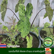 บอน บอนโมจิโต้ Colocasia Mojito โคโลคาเซีย โมจิโต้ สายพันธุ์แท้ ชำเอง ตัดสด ทุกวัน บอนด่าง ใบสีเขียว ใบลายสีดำตัด ลายชัดเจน สวยดุ