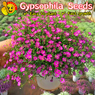 100% Original Mixed Colors Gypsophila Seeds (Fresh 200pcs Seeds) 混色满天星种子 Benih Pokok Bunga Gypsophila Flower Seeds for Planting Garden Flowering Plants Seeds Gypsophila Plant Indoor Bonsai Seed Gypsophila Live Plant Air Plant Pokok Bunga Kertas Hidup