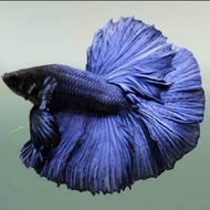 ปลากัดสวยงาม ฮาล์ฟมูน สีน้ำเงิน พร้อมรัด คัดเกรด ตรงปก แข็งแรง(มีรับประกัน)