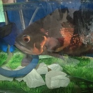 ikan oscar tiger besar sehat peliharaan (jumbo 20cm)