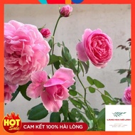 Bishop's Castle rose [ ️SUPER FRAGRANT ️] - The most popular flower on the market, the flower has a 