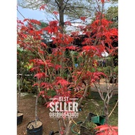 Pohon Red Maple | Pohon Maple Merah Best Quality