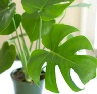 MONSTERA - TANAMAN HIAS PHILONDERON MONSTERA - TANAMAN MONSTERA