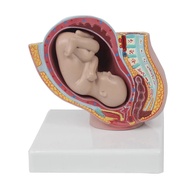 Human Pregnancy Fetal Development 9Th Month Embryonic Pelvic Model Fetus Foetus Pregnancy Anatomy Of