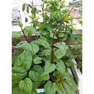 50 purple Malabar spinach seeds