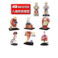 4 d MASTER human kidney internal anatomy of the male and female reproductive organs pulmonary medicine skin model