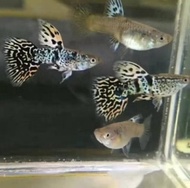 Guppy Yellow Tiger King cobra (YTKC) Siap Breed Makanan Ikan & Akuatik Oranye Biru Hitam
