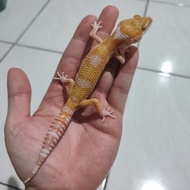 Leopard Gecko Mack Snow Tremper het eclipse Juvenile Male