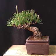 日本黑松   爆新葉 盆景 連 紫砂花盆  Plant Bonsai 植物 盆栽 Black Pine Tree 禮物 gift【實拍。只此一盆】
