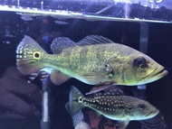 ikan pbass kelberi bahia
