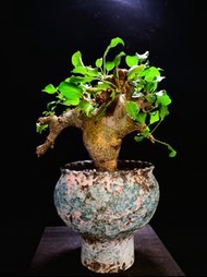 #334 白皮地丁橄欖 Commiphora drake / 另售塊根植物、象牙宮、龜甲龍、念珠橄欖、橄欖樹、象足漆樹