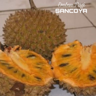 Terlaris Bibit Pohon Buah Srikaya Durian Sancoya langka
