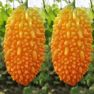Seed Lai Grape Set Gourd Lai Melon Seed Golden Gourd Small Bitter Gourd Four Seasons Potted Farm Veg