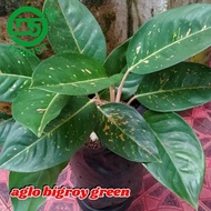 Aglonema bigroy green indukan aglonema bigroy hijau tanaman hias