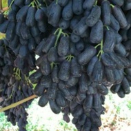 Buah Anggur Hitam Panjang Tanpa Biji Seedless Segar Fresh.