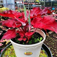 Bunga Caladium hybrite Merah