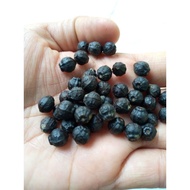 Jam4 orange Flower Seeds