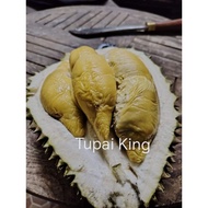 Pokok Durian Tupai King Original Penang 2kaki
