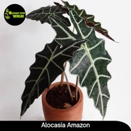 keladi amazon - alocasia amazon