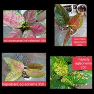 AGLAONEMA "rare &amp; common" VARIETIES...(uprooted)