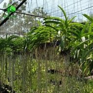 PTR Anggrek Vanda gantung bunga putih besar / Anggrek Vanda