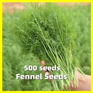 Fennel Seeds - 割小茴香种子 500 Seeds Fennel Herb Seeds Bonsai Seeds Easy To Plant Vegetable Seeds for Gar