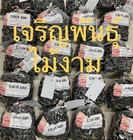 เมล็ดพันธุ์ปาล์มคาลิค 600 ( Calix 600 ) จำหน่ายเมล็ดละ 45 บาท 1 กล่องมี 100 เมล็ด
