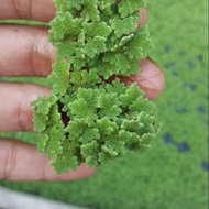 1Kg Azolla Segar  – makanan tambahan ayam/itik & baja organik | Cepat Membiak 🌱