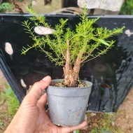 bonsai material xiang song cucur atap