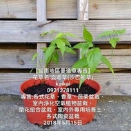 憂遁草(沙巴蛇草)/自然農法種植/健康無毒
