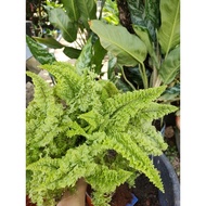 Nephrolepis exaltata cv. fluffy ruffles/ hanging fern (anak pokok)