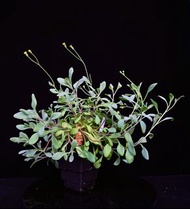 53 瓶幹厚敦菊 Othonna macrosperma/ 塊根植物 Caudex / 另售象牙宮、龜甲龍、索馬里葡萄甕、念珠橄欖/ 多肉植物