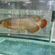 Ikan arwana super red sertifikat 45 cm