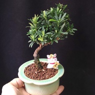 米葉羅漢松 原生株  掌上盆景  連招財貓 花盆   plant  Bonsai 植物 盆栽 小樹  禮物 gift 風水 【實拍。只此一盆】