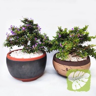 Desmodium Unifoliatum - Vietnamese Bluebell With Randomly Ceramic Bonsai Pot 越南凌珊 蓝铃草