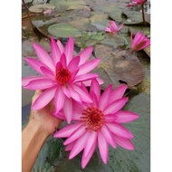 2 varieties of water lily grown to raise stuffed snails