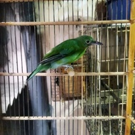Burung Cucak Ijo Betina Siapan