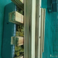 EGIS WOOD BSF Flies Laying Eggs