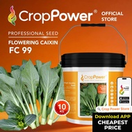 (10 KG) Biji Benih Sawi Bunga Hongkong Shangrila 香格里拉 FC99 CROP POWER Flowering Caixin  香港菜心花种子 FC 9