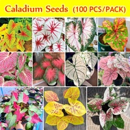 Malaysia Ready Stock 100pcs Mixed Colors Caladium seeds Benih Bunga Keladi Viral Rare Flower Seeds Garden Bonsai Seeds Gardening Decoration Flower Plant Caladium Bulbs Real Live Plants air plants Pokok Bunga Hidup keladi Others