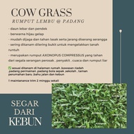 AJIGRASS RUMPUT HIDUP COW GRASS (rumput lembu@padang)