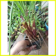 ✉ ☜ ⚽︎ Available live Citronella grass ship out with out leaves