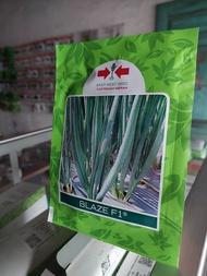 Benih bawang daun Bawang daun BLAZE F1